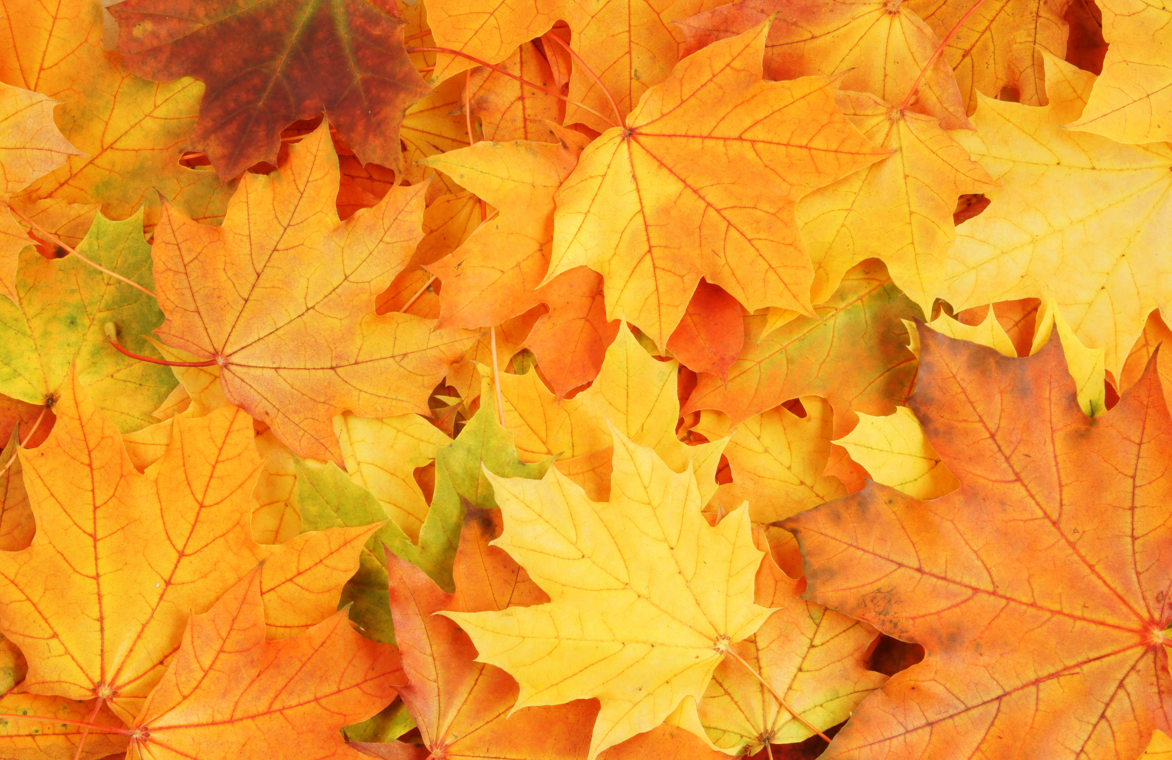 autumn leaves textures, download photo, background, background, autumn