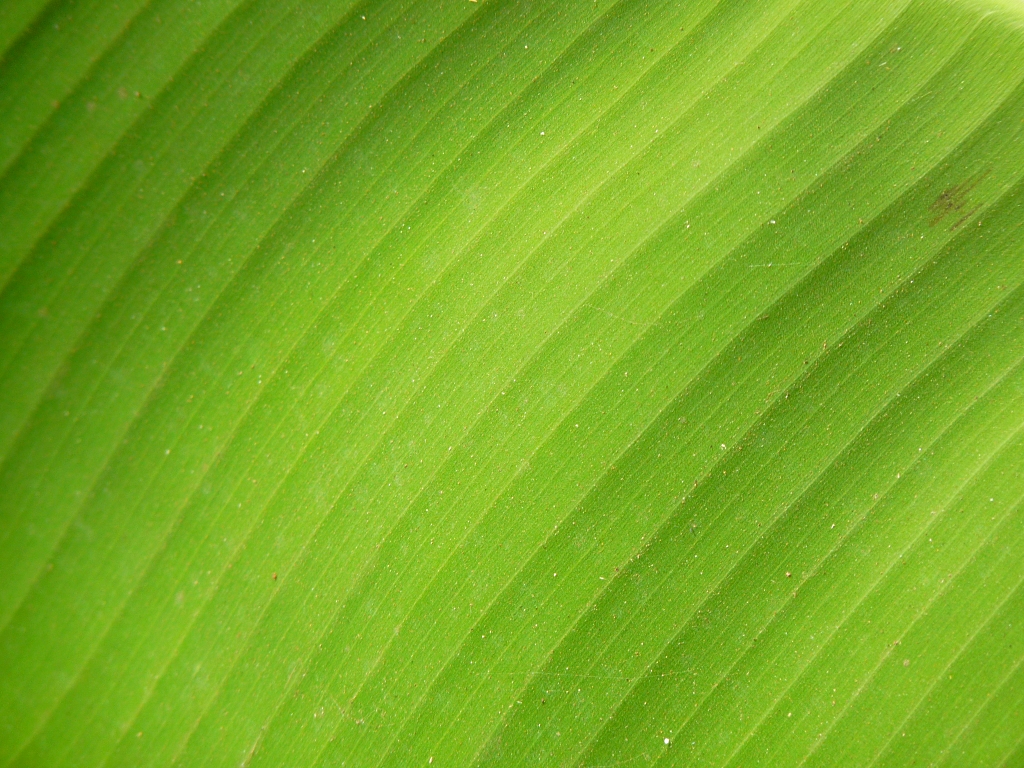 green leaf texture background image