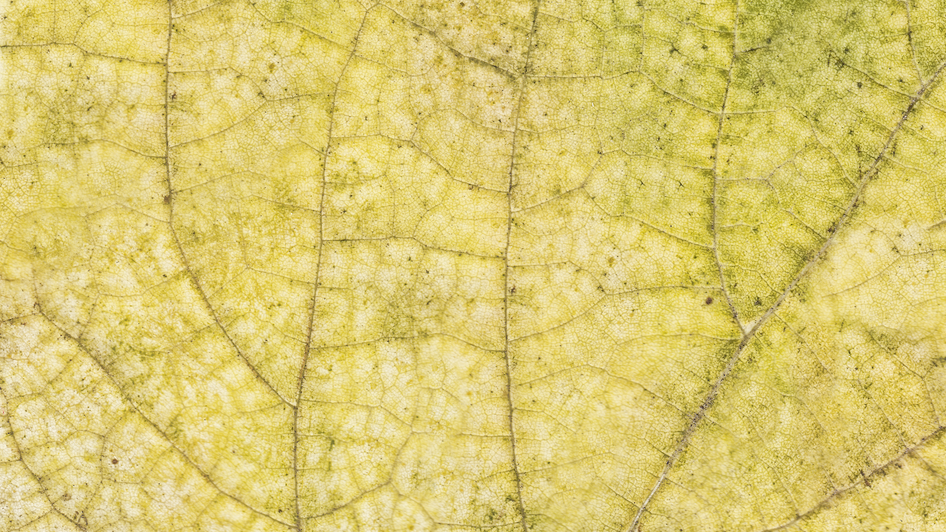 dry leaf texture background image