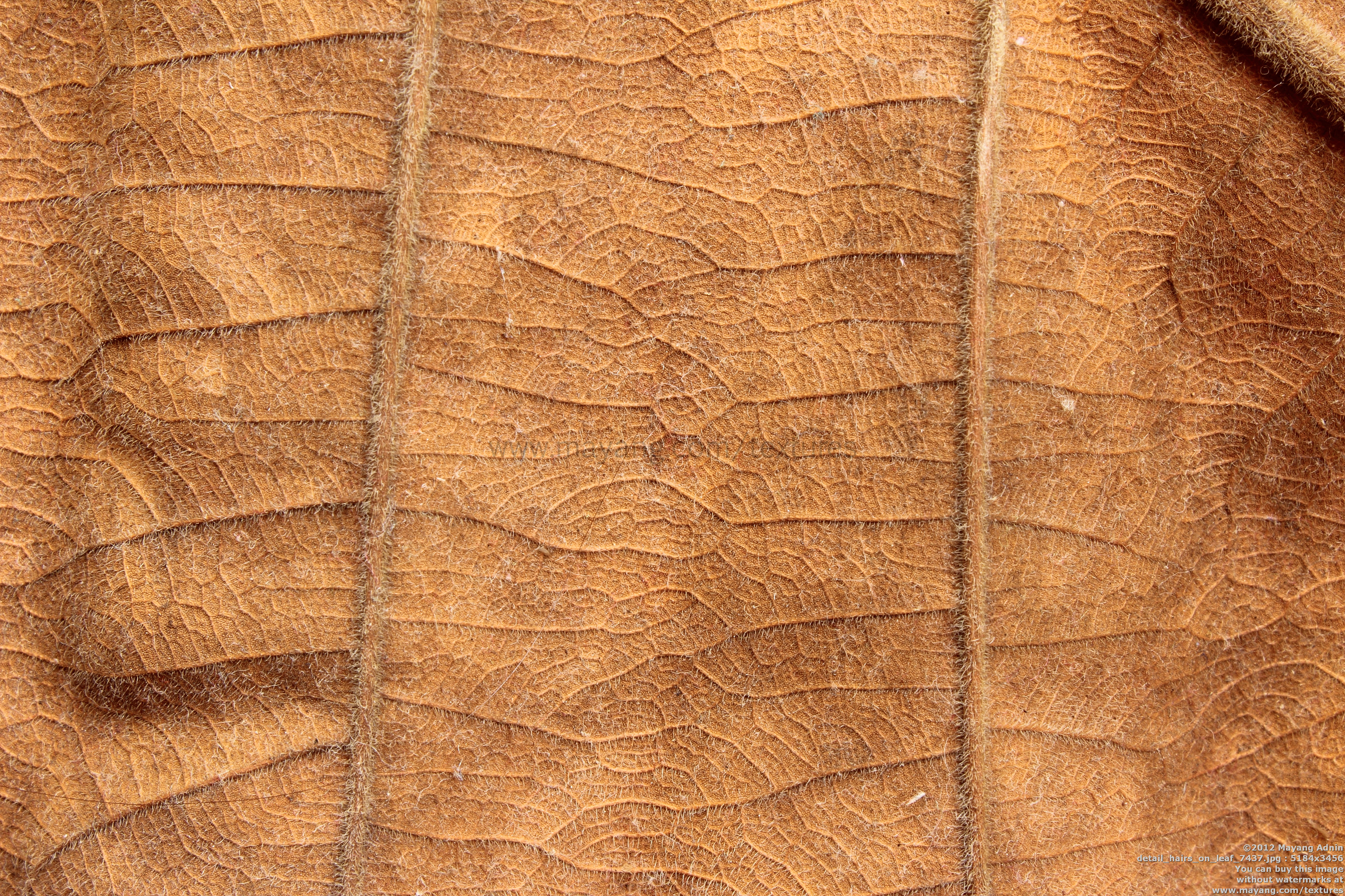 brown dry leaf texture background image