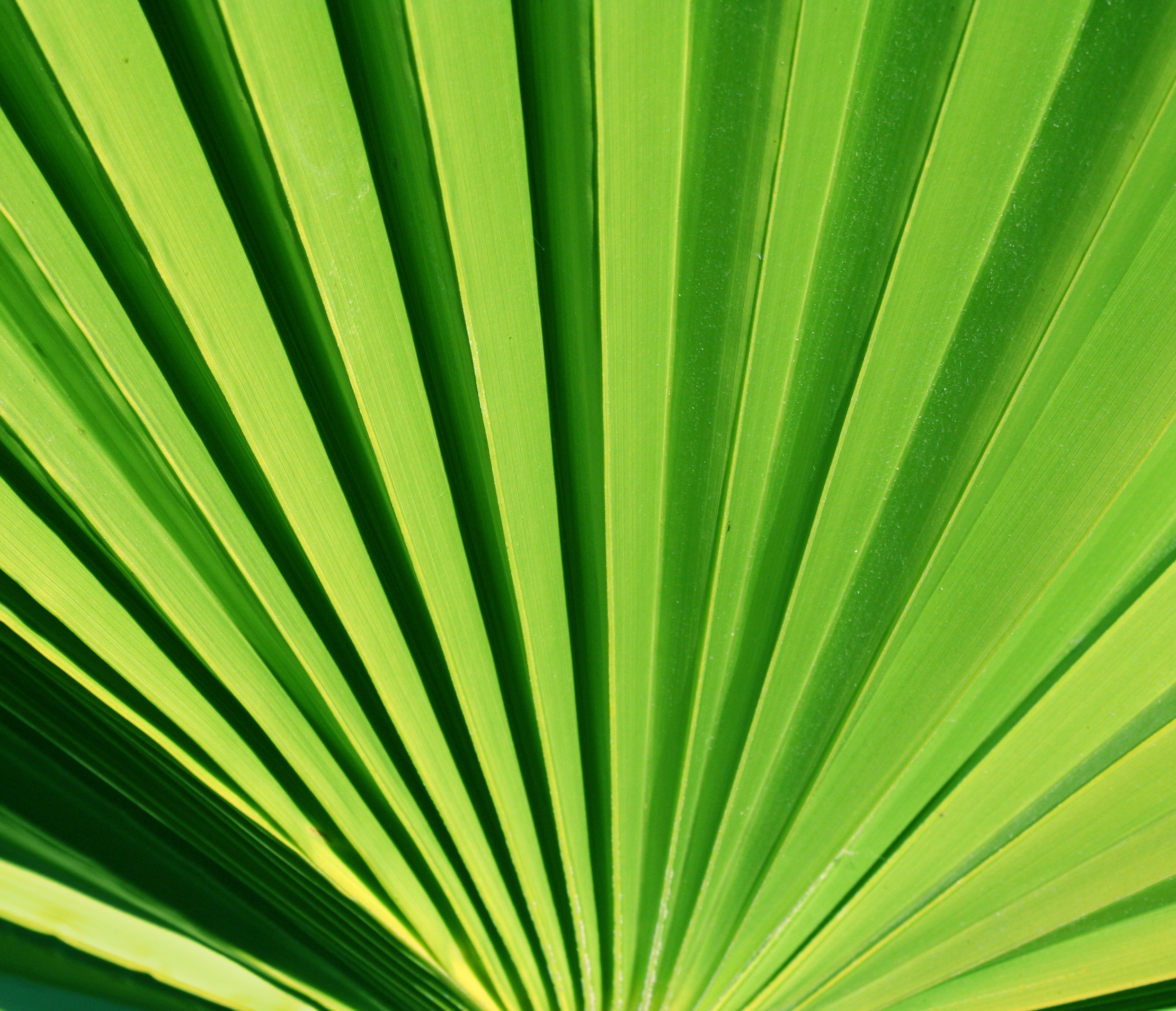 palm leaf texture background image