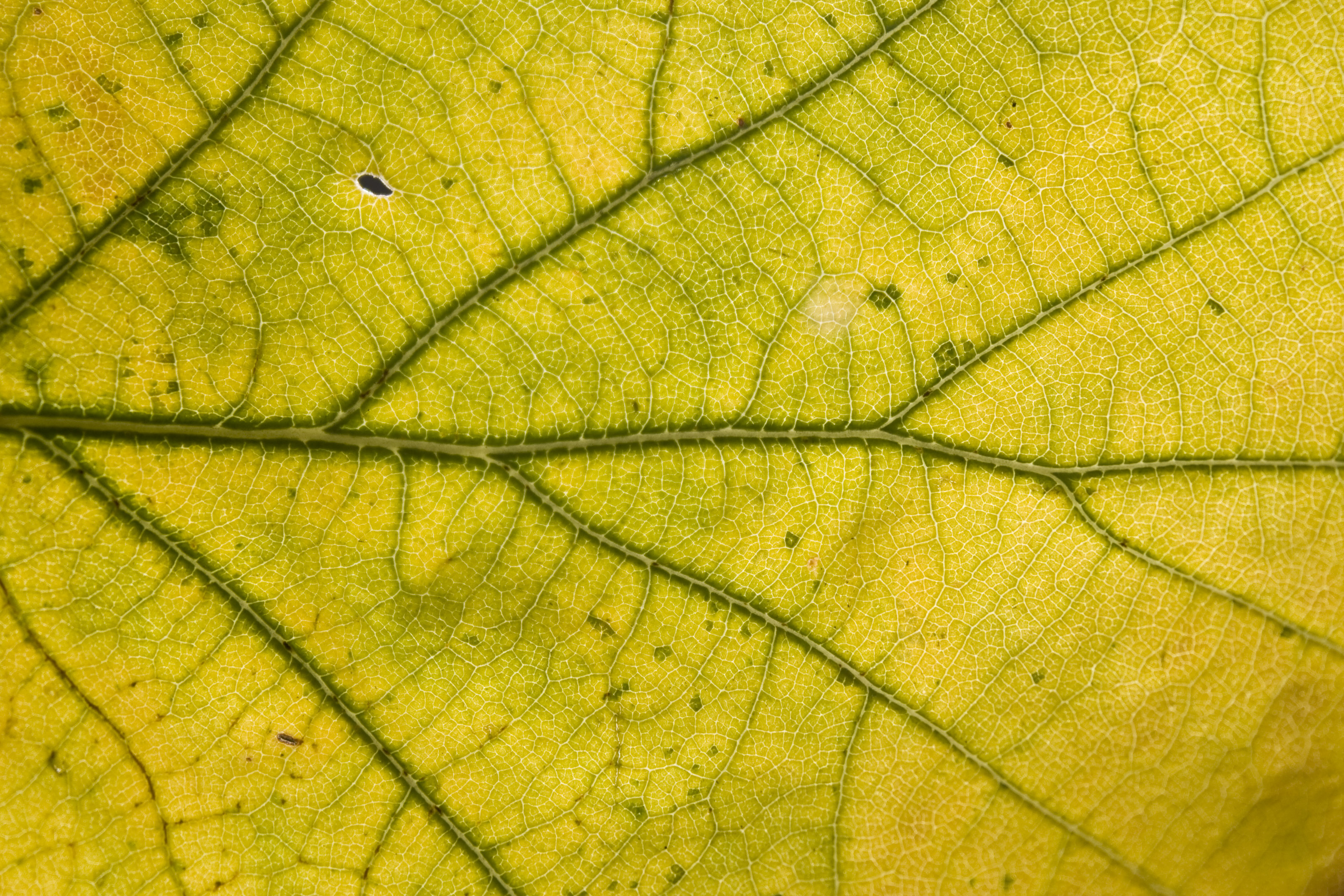 yellow leaf texture background image
