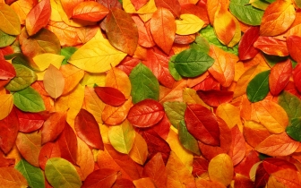 leaves, autumn, leaf fall, texture, download photo