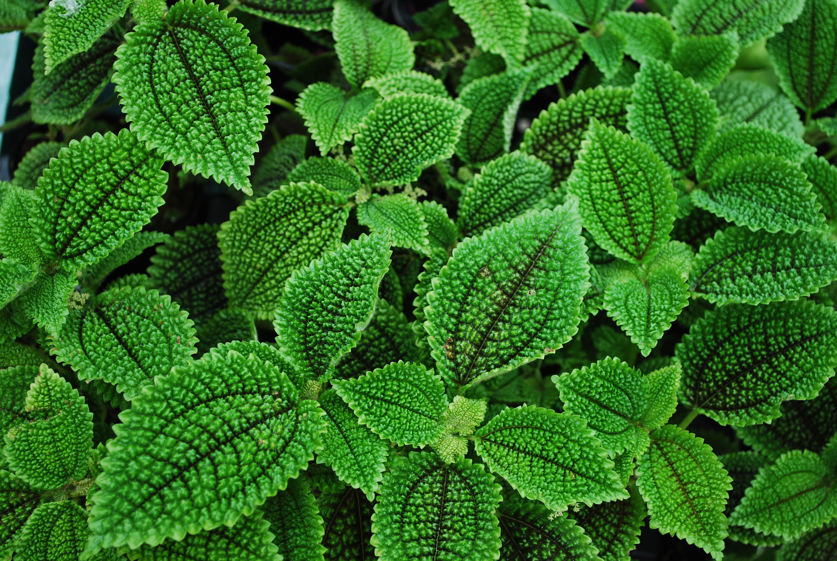Green plants texture background