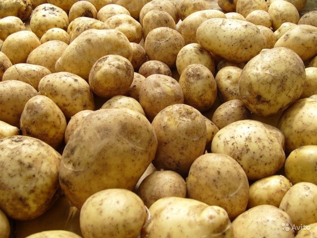 Potato texture background