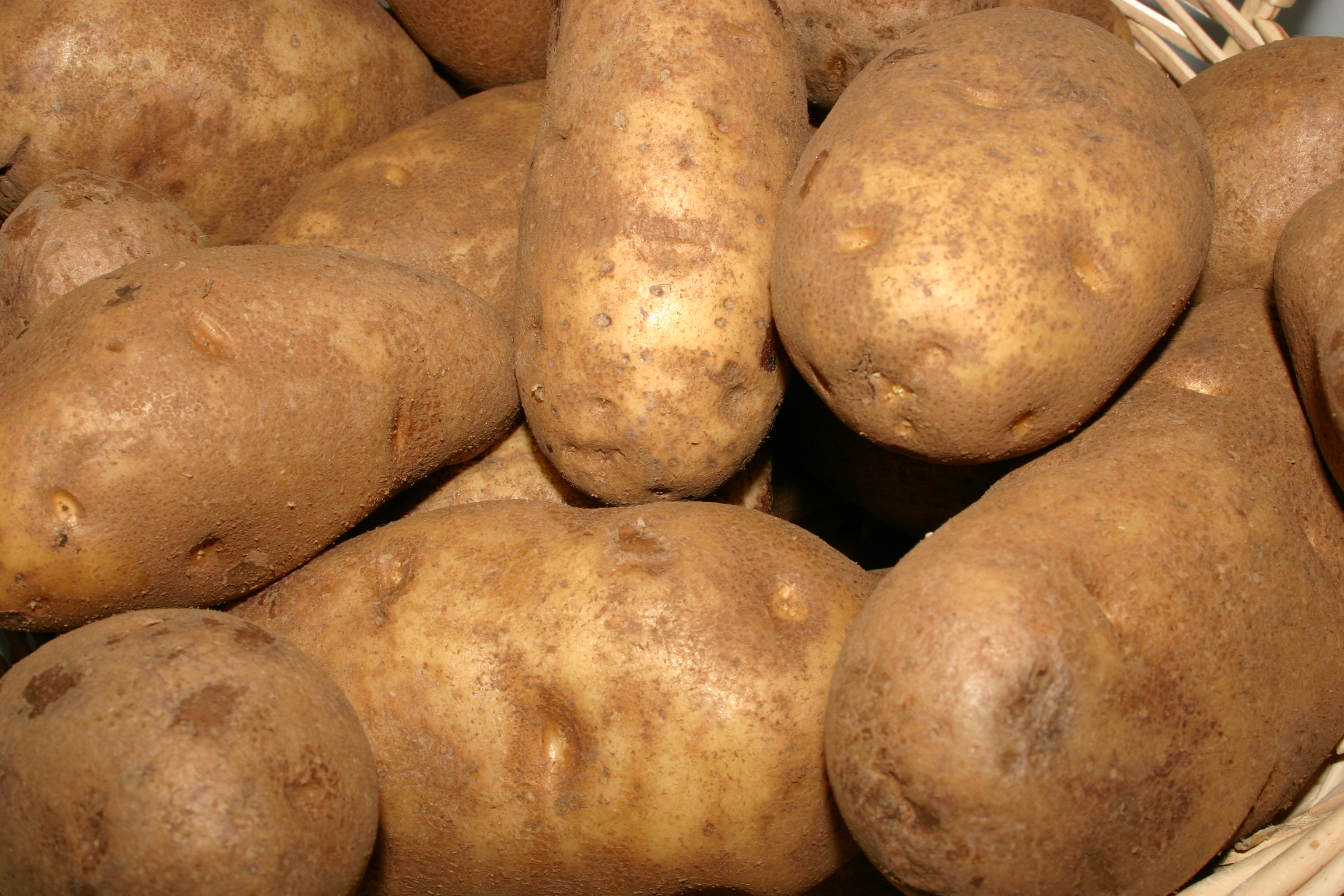 Блакит сорт картофеля