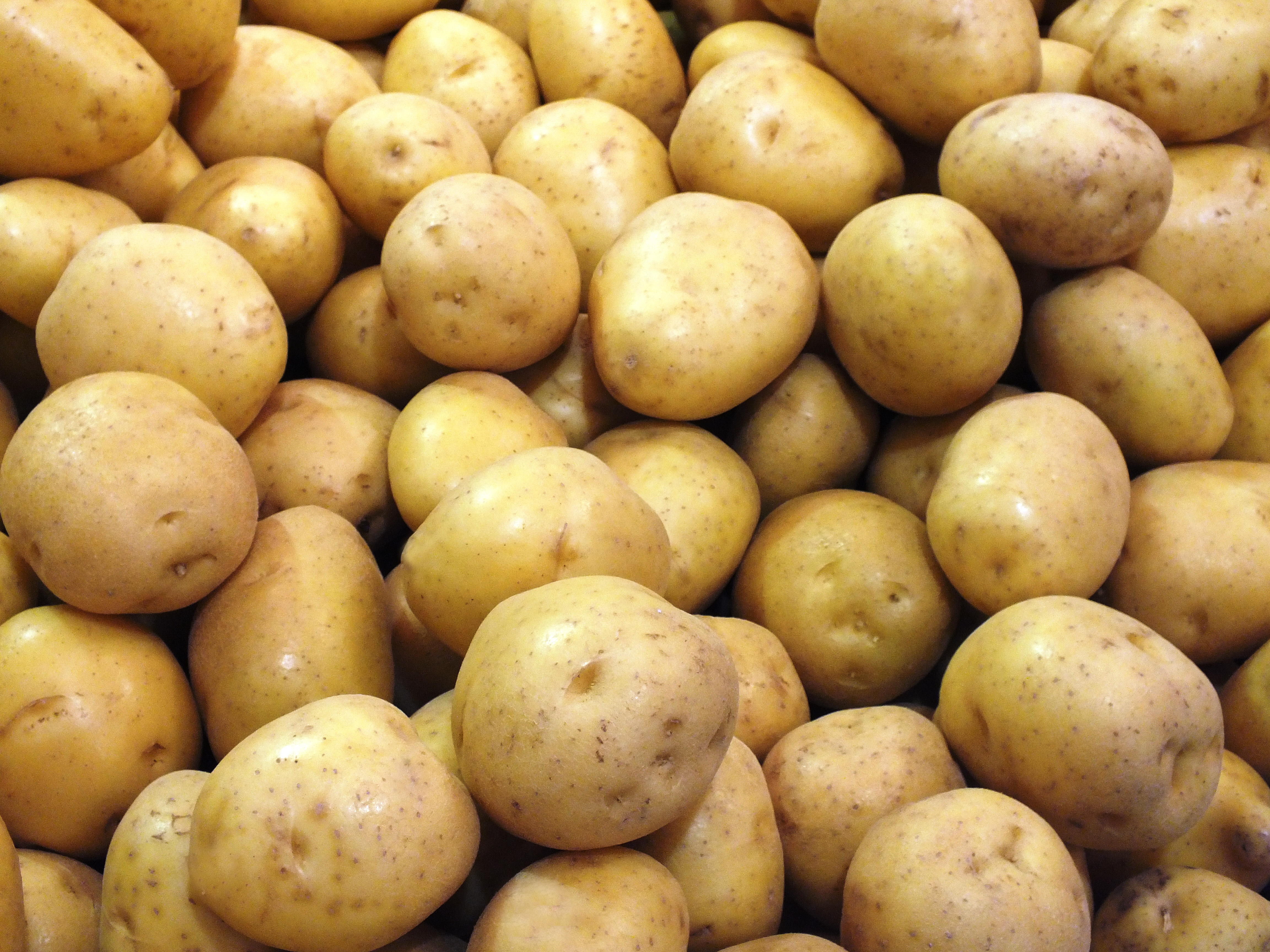Сорт картофеля Дамарис