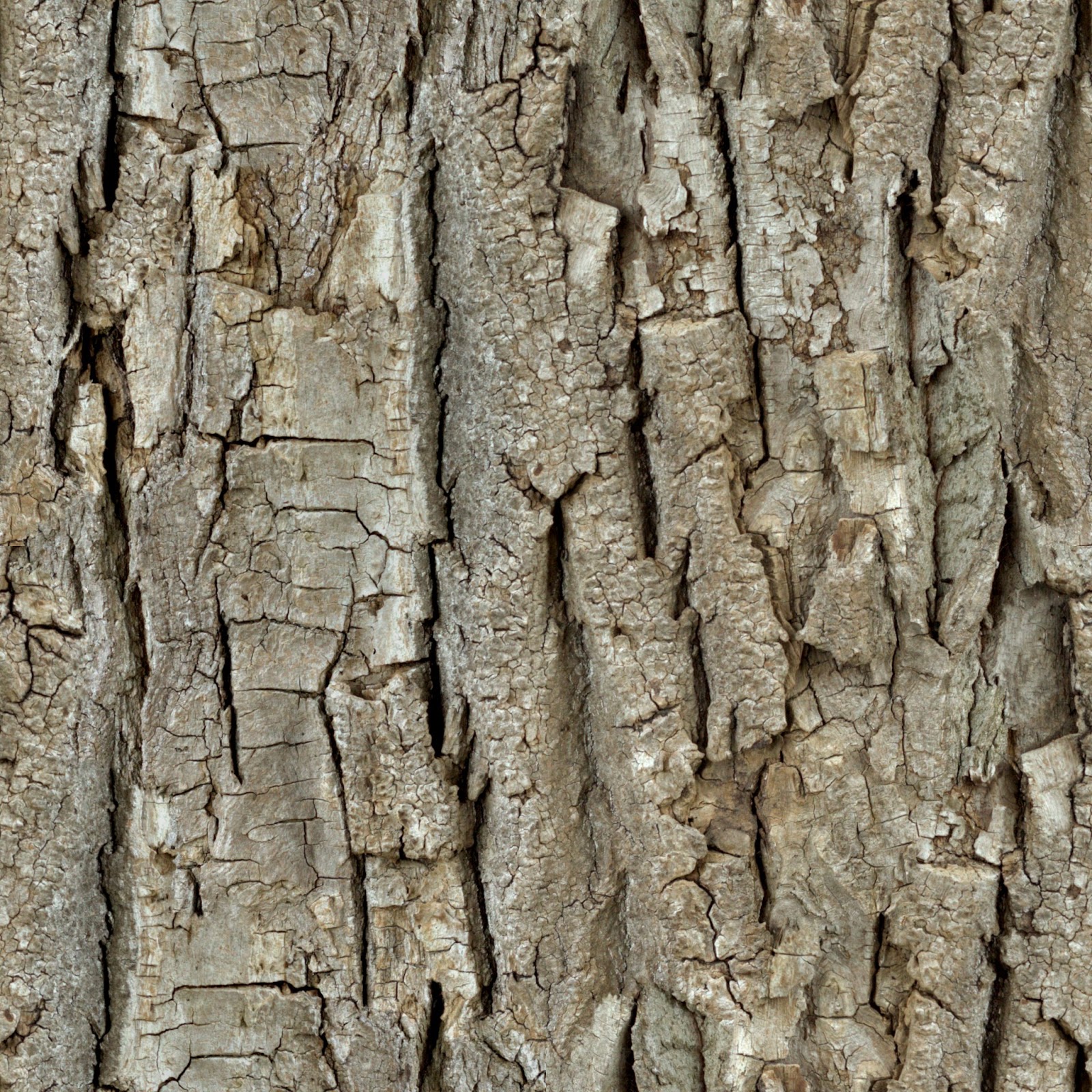 Spruce Bark texture бесшовная