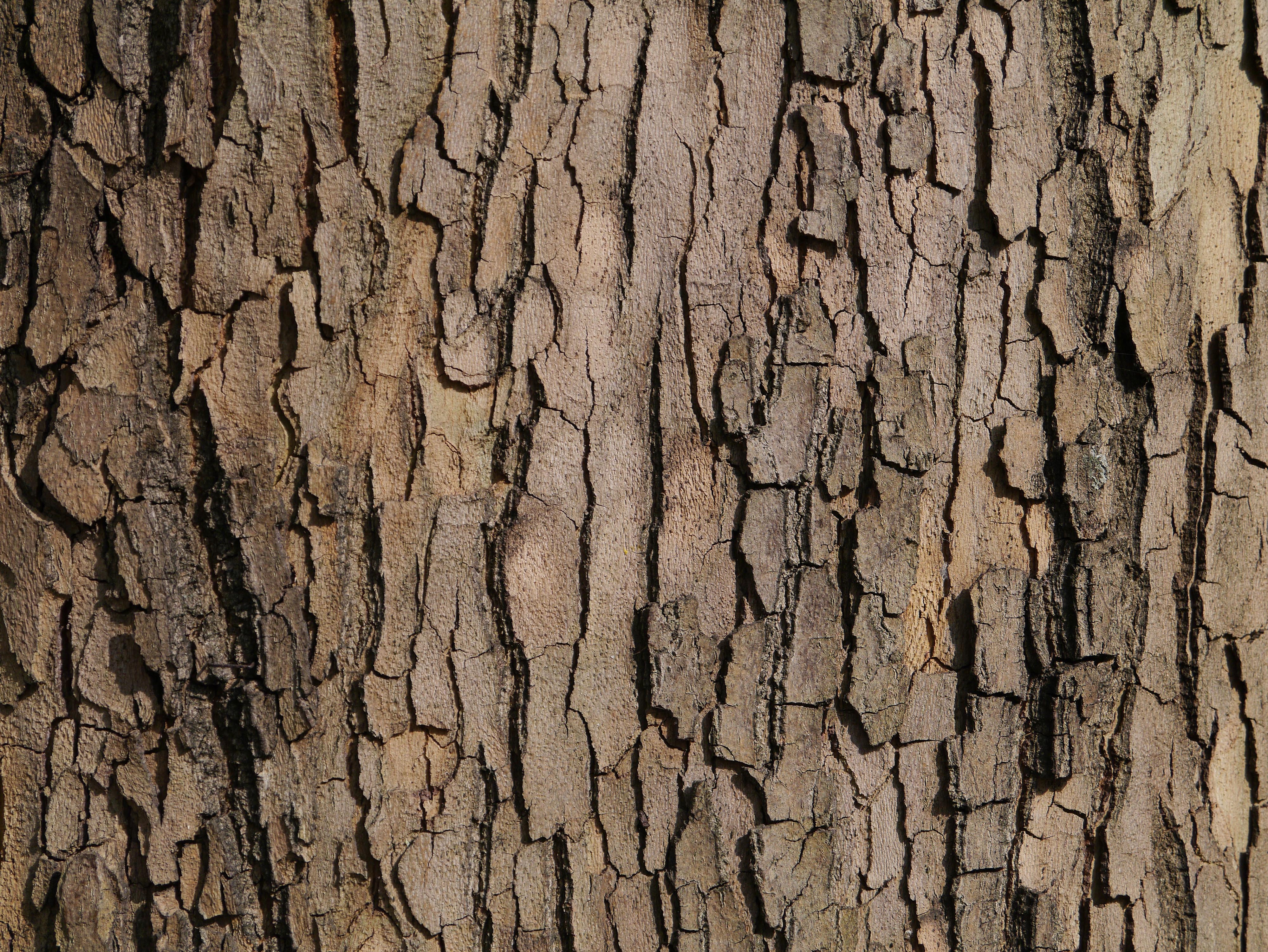 Кора дерева паттерн