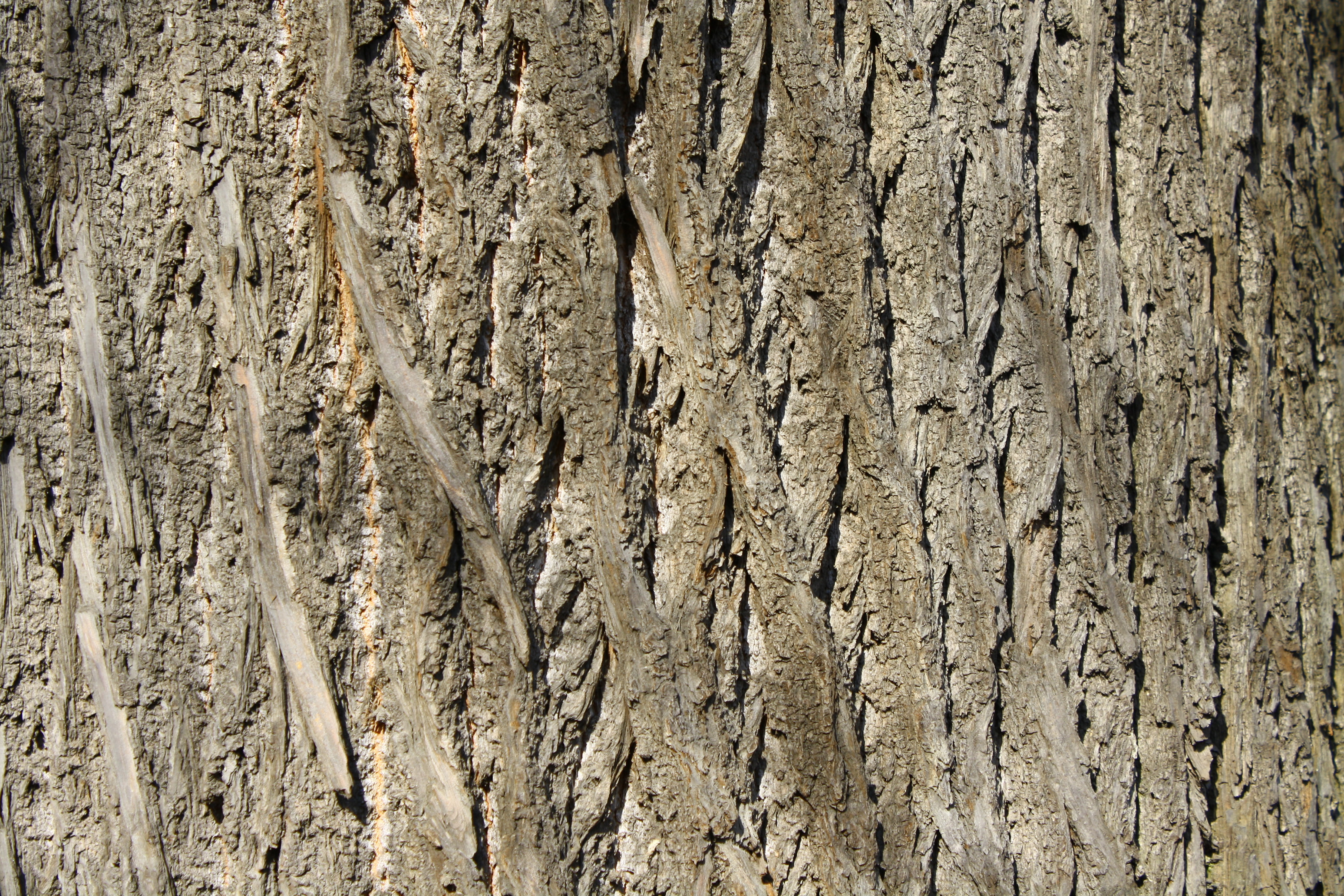 Tree texture background