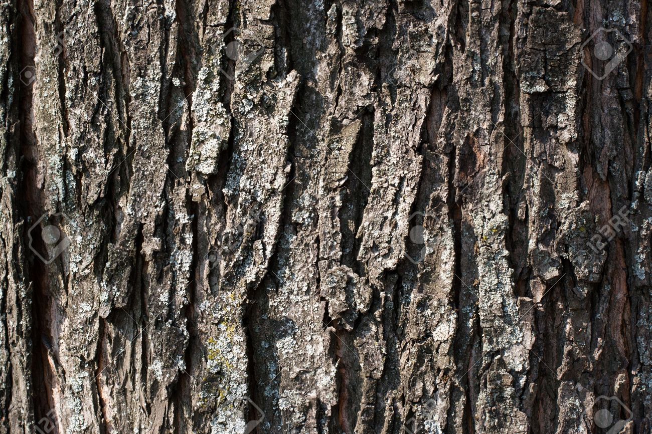 Tree texture background