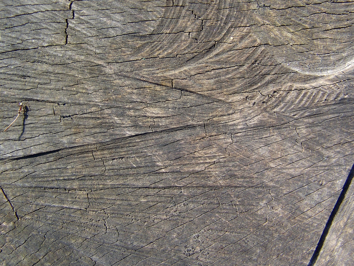texture wood, old tree wood, photo, download